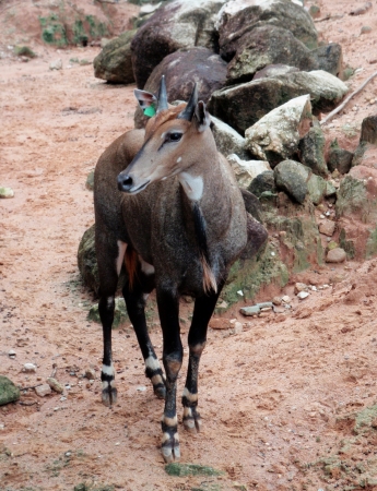 Young Waterbuck in open zooの写真素材