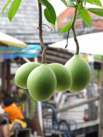 Cerbera odollam at water market, Pattaya, Thailandの写真素材