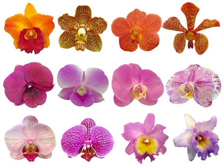orchid collection on white backgroundの写真素材