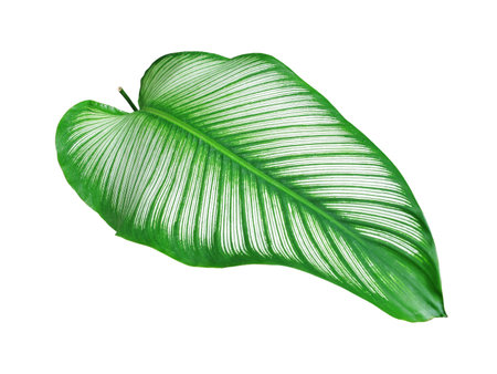 leaf on white background 
