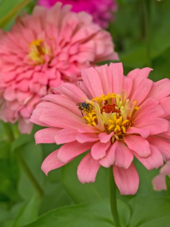 Bee collecting nectar from a pink flower の写真素材