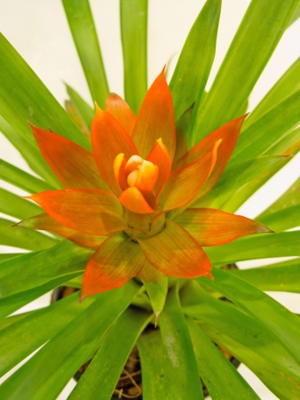 Orange bromeliad plant isolated on white  の写真素材
