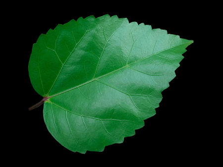 A leaf isolated on black 