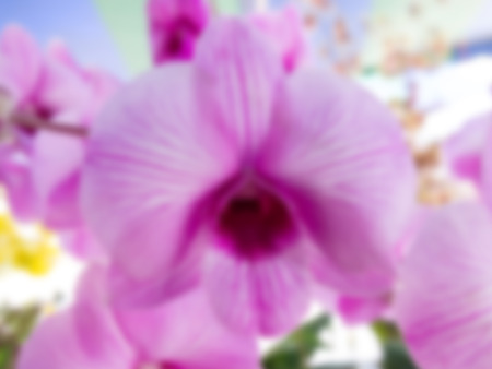Pink orchid in orchid garden modify by blur effect.の写真素材