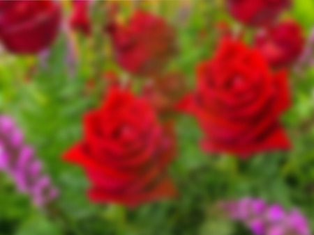 Bouquet of beautiful red roses in blurred effect.の写真素材