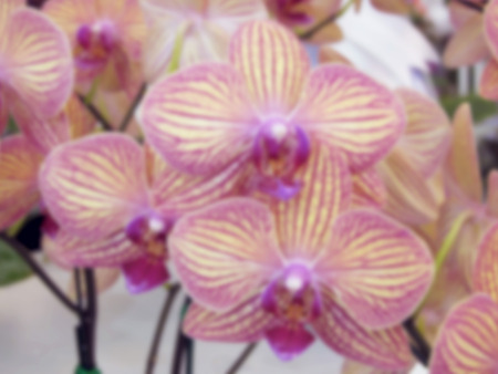 A bunch of pink orchid in blur effect.の写真素材