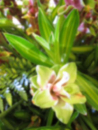Beautiful orchid in garden in blur effect.の写真素材
