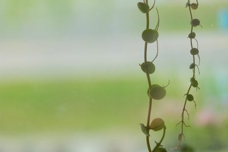 Blurry ornamental climbing plants on pastel color background.の写真素材
