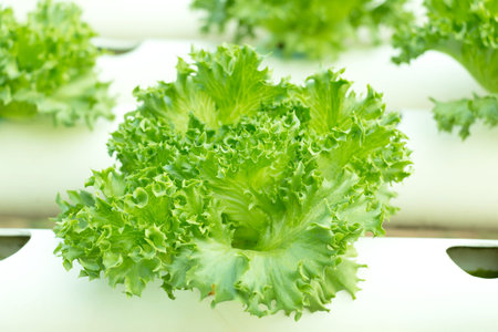 Green lettuce in hydroponics farm. (selective focus)