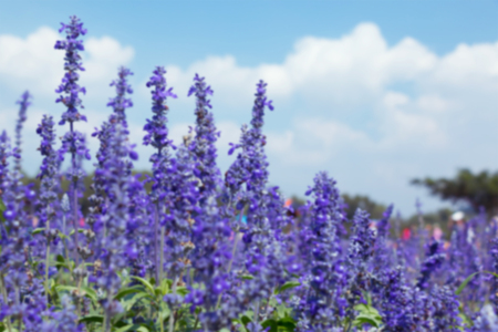Blurry of lavender field and cloudy blue sky.の写真素材