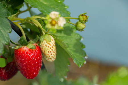 Fresh strawberry hanging on tree in plantation on sunny day in close-up.の写真素材