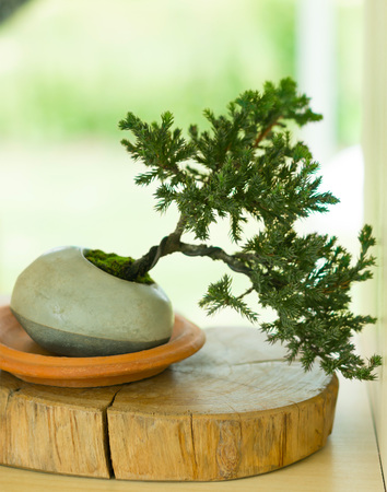 Young pine bonsai with creative display on shelf by use wood contrast with cement material. の写真素材