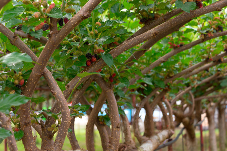 Fresh mulberries in farm select focus at the nearest branch.の写真素材