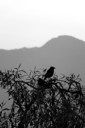 Silhouette of a bird stay on tree with hill background in black and white.の写真素材