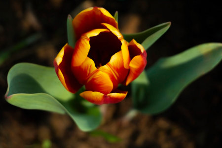 Top view of orange tulip that have meaning love in conceal and secretly concept; in dark tone and...
