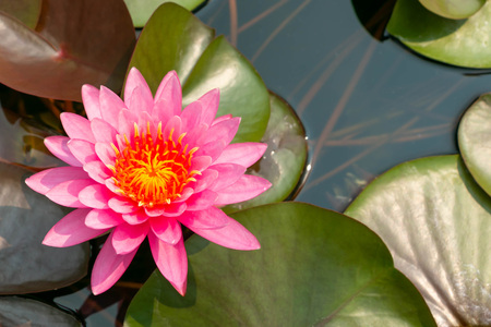 Top view of beautiful pink lotus flower with yellow pollen blooming in pond on strong sunlight.の写真素材