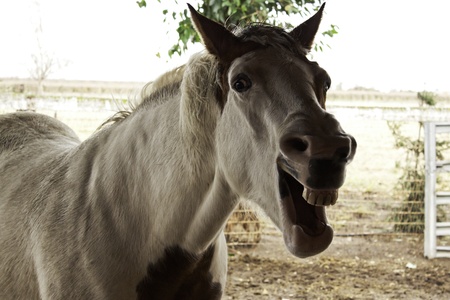 Funny Faced Horseの写真素材