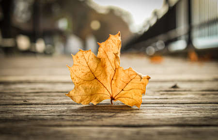 Beginning of Fall seasonの写真素材