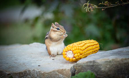 Chipmunk eatingの写真素材