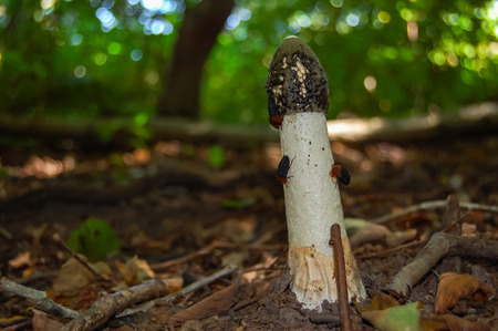 Phallus impudicus, known colloquially as the common stinkhorn in forestの写真素材