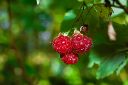 Wild raspberry in a forest