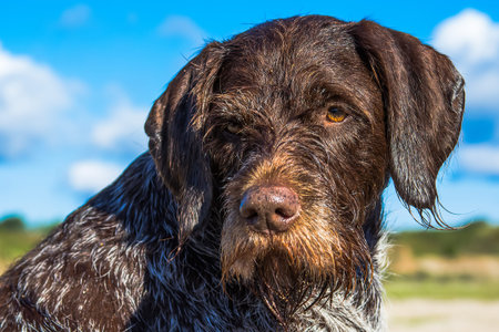 German Wirehaired Pointer. Hunting dog on sunny day