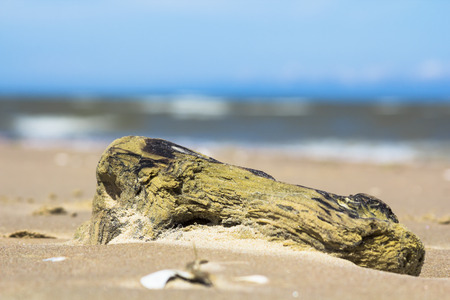 Washed Driftwood on the sandy beach at Baltic Seaの写真素材