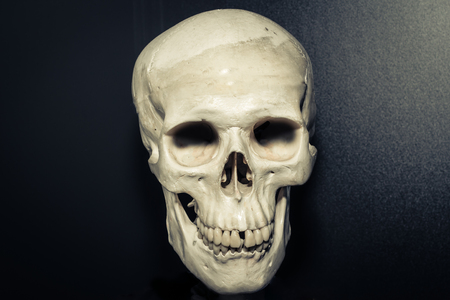 Human skull on dark grey backgroundの写真素材