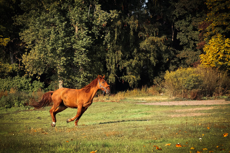 Running young brown horse in autumn, nature backgroundの写真素材