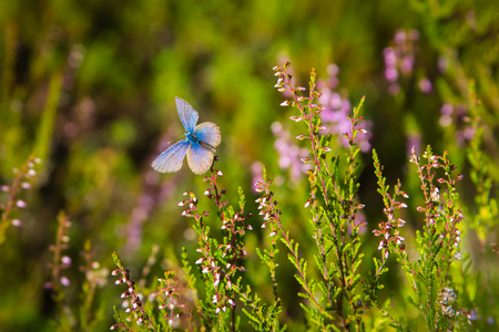 Blue and purple butterfly is sitting on a flower in a forest, wildlife backgroundの写真素材