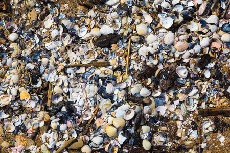 A lot of broken shells washed out Baltic sea shore, nature background
