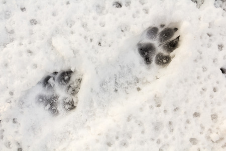 Dog feett print in the snow, animal backgroundの写真素材