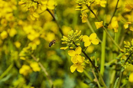 blooming rapeseed field in spring in May, bees flying around