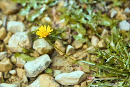 blooming yellow flower growing in stony soil in summer in july and striped yellow-black fly flying up to itの写真素材