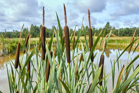reeds growing on the shore of a pond in a village in summerの写真素材