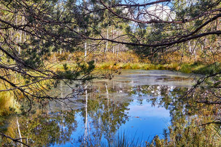 Landscape of swamps in Cenas, Latviaの写真素材