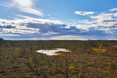 Landscape of swamps in Cenas, Latviaの写真素材