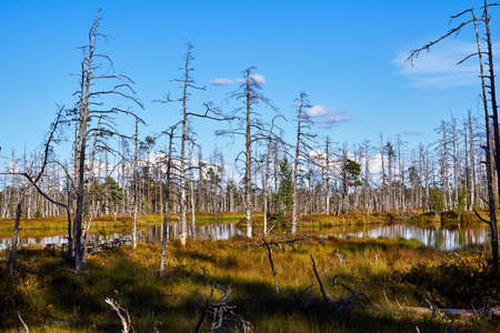Landscape of swamps in Cenas, Latviaの写真素材