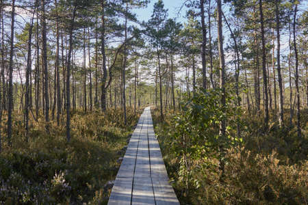 Wooden footbridge in swamps in Cenas, Latviaの写真素材