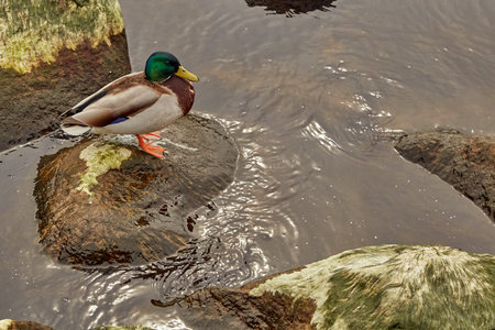 duck is sitting on the rock next to Baltic sea in May