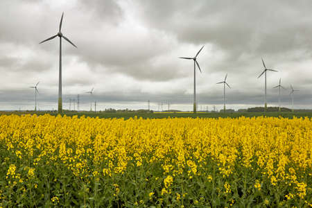 wind power generators in a blooming rapeseed field in end of Mayの写真素材