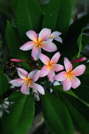 Pink frangipani are common in Malaysia and it flowers all year through の素材