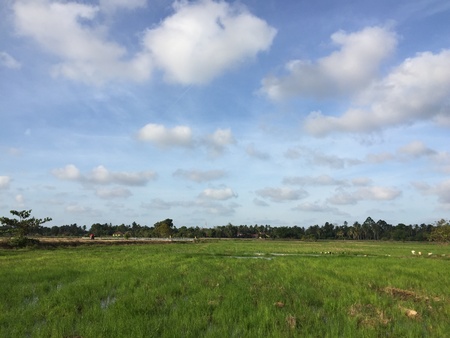 A typical rice fields found along the east coast of Peninsular Malaysia in the state of Kelantanの素材