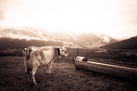 Cow on Mountainsの素材