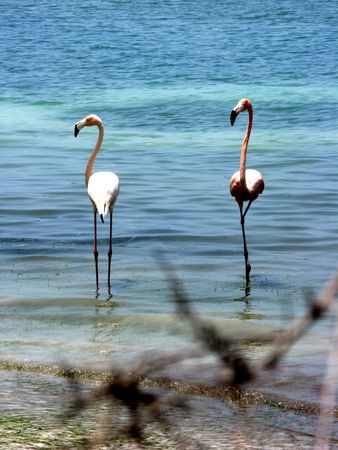 Pink flamingo Beach landscape, birdsの写真素材