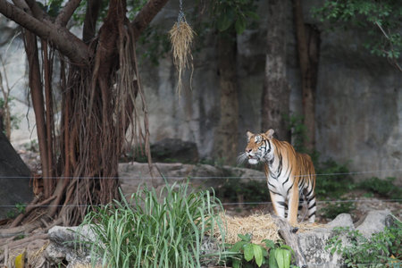 Siberian Tiger (Panthera tigris altaica)