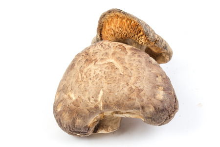 Dried field mushrooms isolated on whiteの写真素材