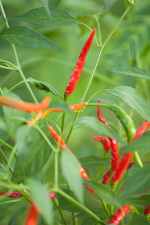 fresh chilli pepper plant growing in farmの写真素材