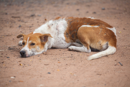 Sad dog recumbent on the groundの写真素材