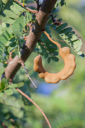 Tamarind thailand, natural plantの写真素材